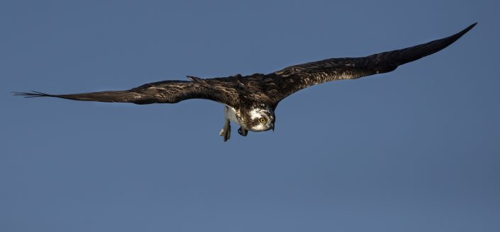 Fiskgjuse, Osprey