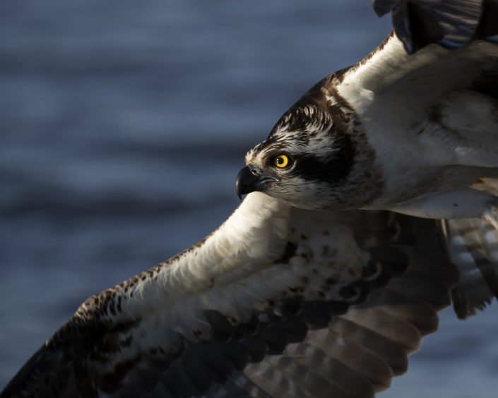 Fiskgjuse, Osprey