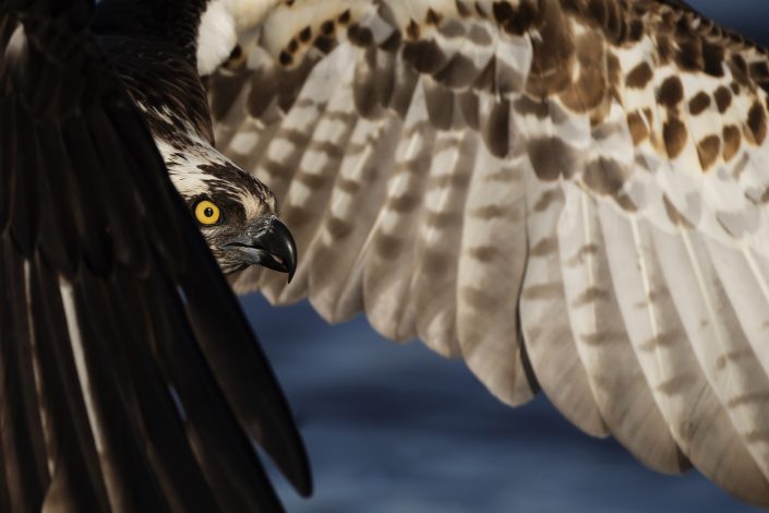 Fiskgjuse, Osprey