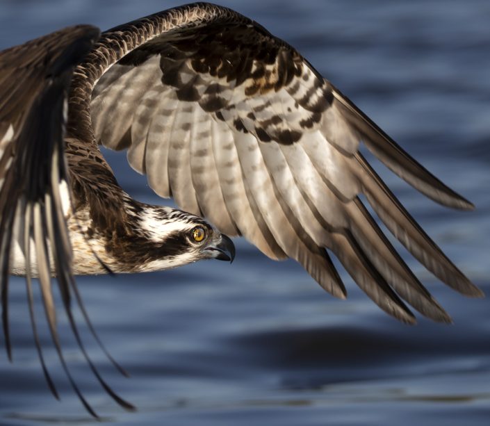 Fiskgjuse, Osprey