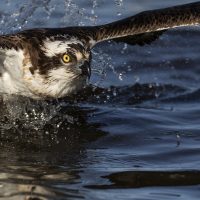 Fiskgjuse, Osprey