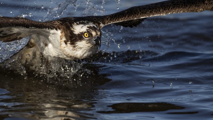 Fiskgjuse, Osprey