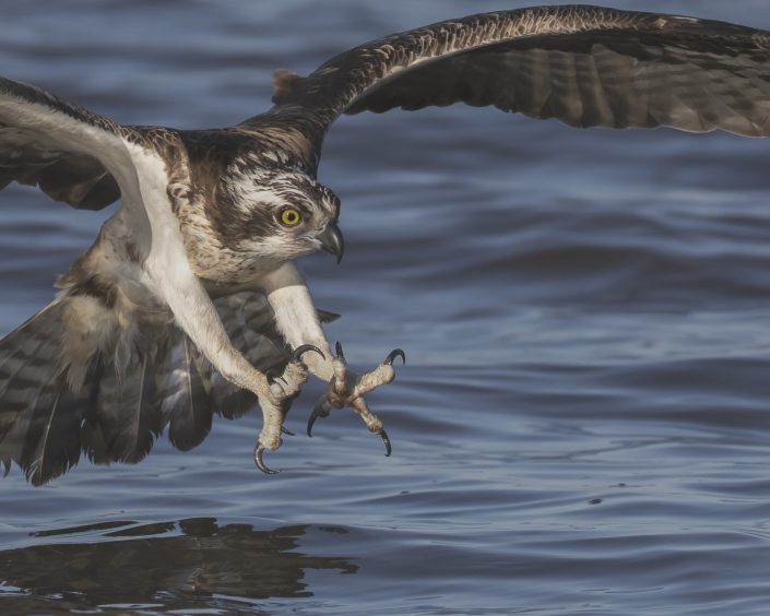 Fiskgjuse, Osprey