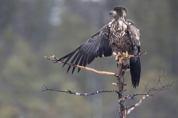 Havsörn