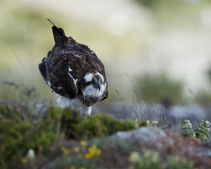 Fiskgjuse, Osprey