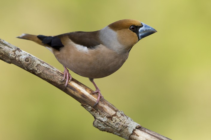 Hawfinch Sweden 2014