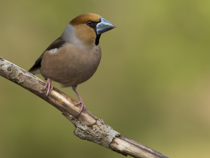 Hawfinch Sweden 2014