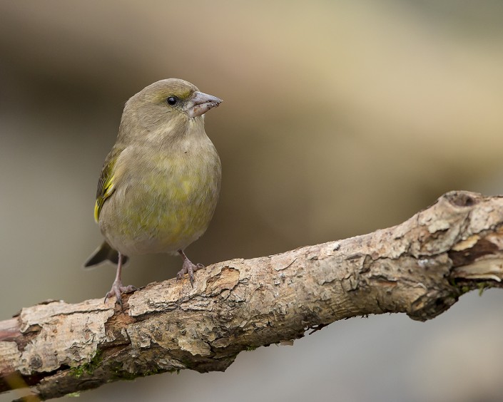 Greenfinch Sweden 2015