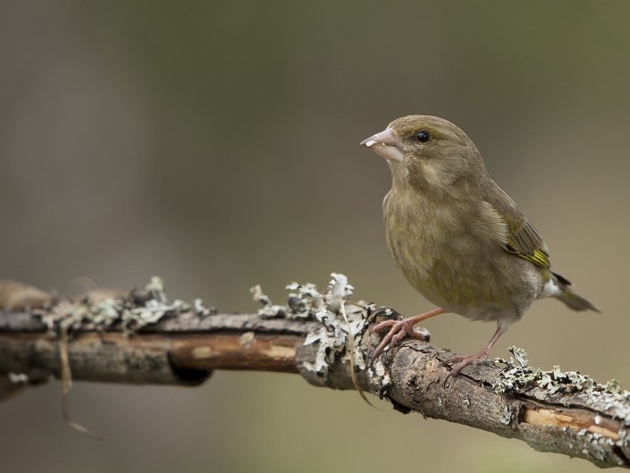 Greenfinch Sweden 2015