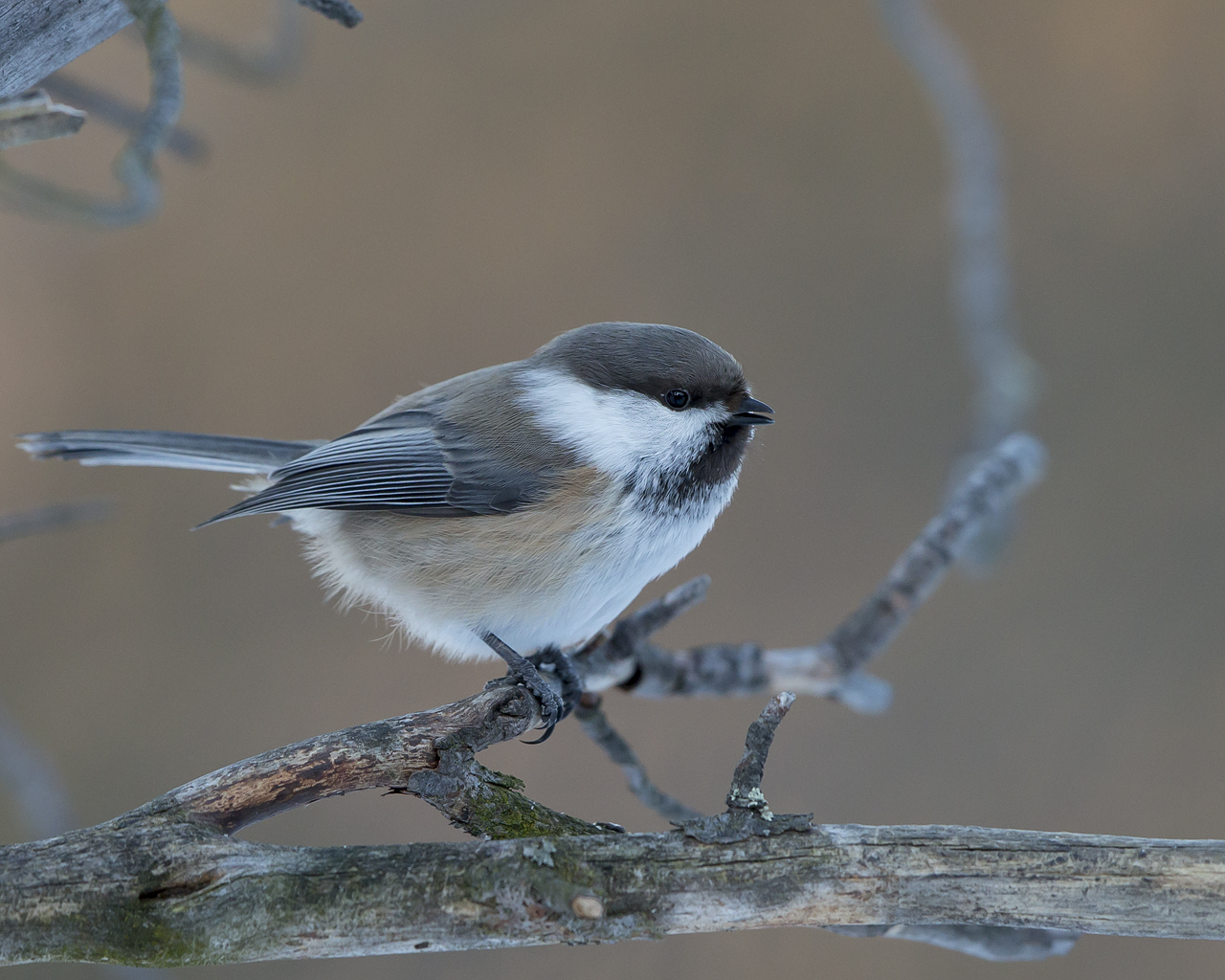 Siberian tit Lappmes Pasvik Norway foto:Niclas Ahlberg