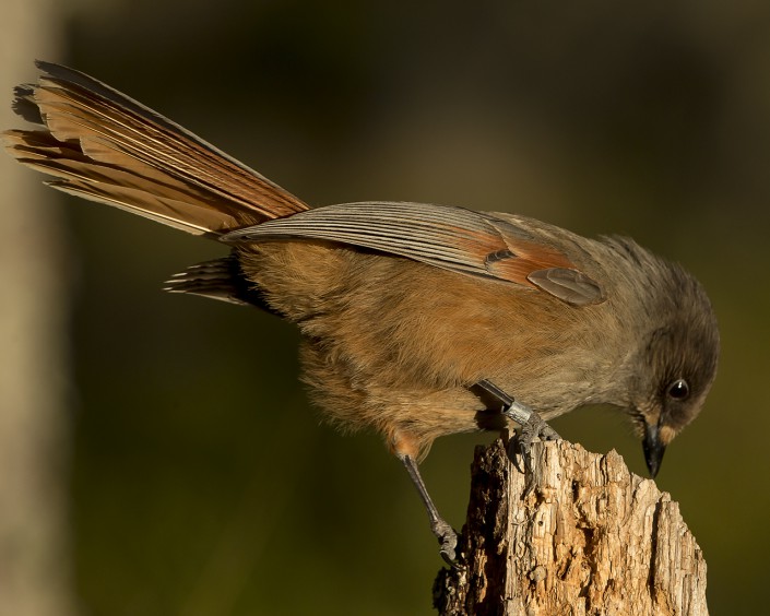 Siberiean Jay Gästrikland 2015