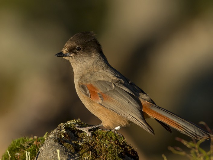 Siberiean Jay Gästrikland 2015