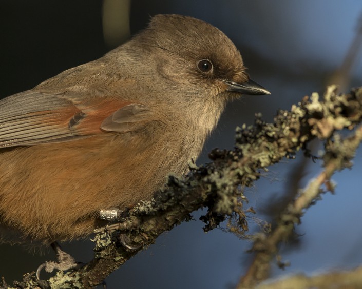 Siberiean Jay Gästrikland 2015