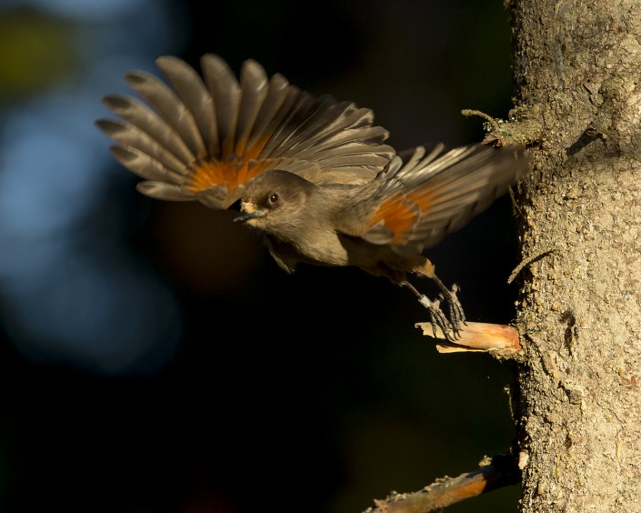 Siberiean Jay Gästrikland 2015