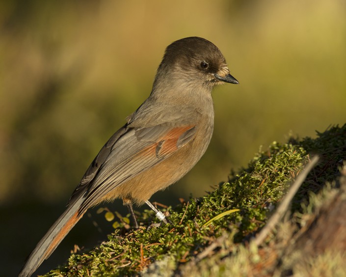 Siberiean Jay Gästrikland 2015