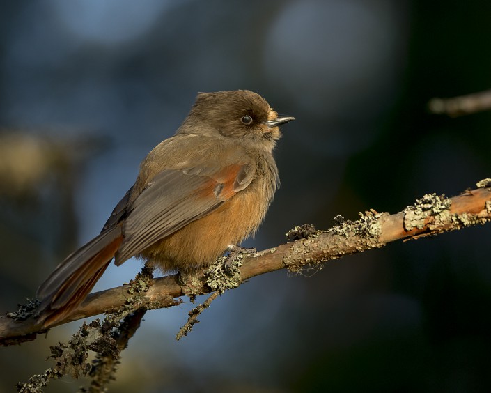 Siberiean Jay Gästrikland 2015