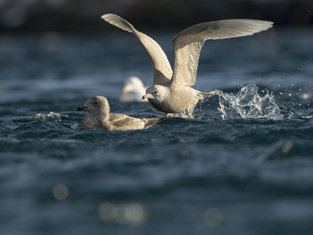 Iceland Gull Vitvingad trut Båtsfjord Varanger foto:Niclas Ahlberg