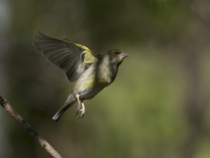 Greenfinch Sweden 2015