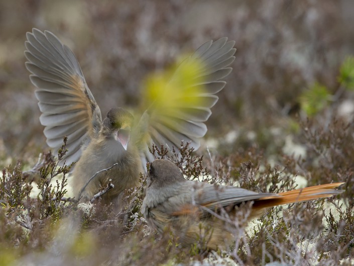 Siberiean Jay Nipfjället 2015