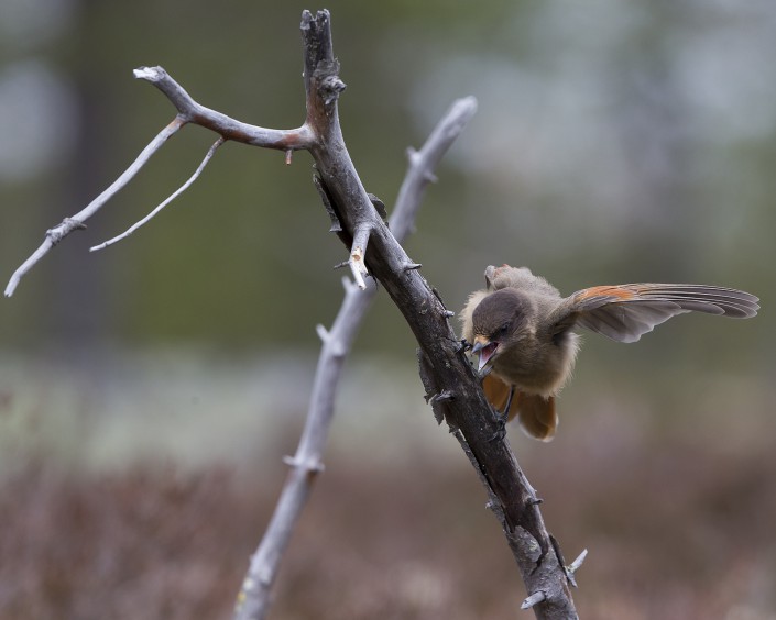 Siberiean Jay Nipfjället 2015