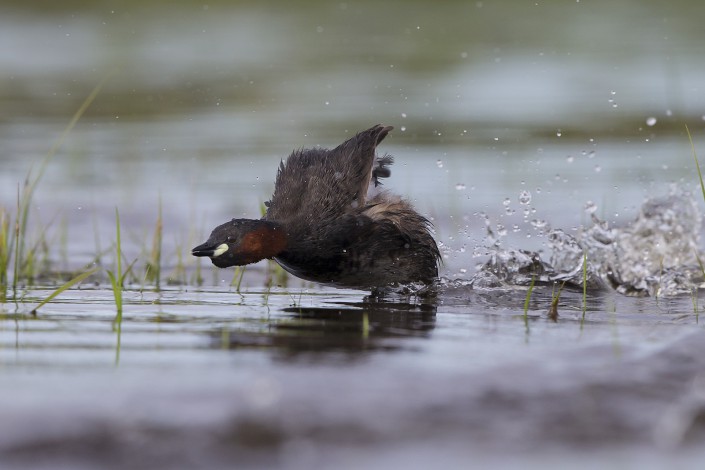 Little grebe Gotland 2015