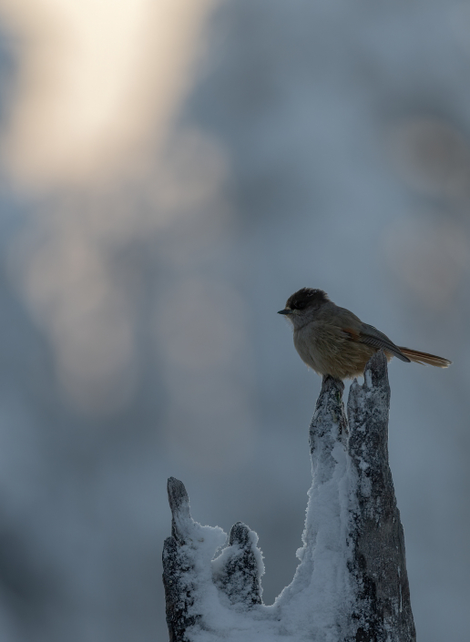 Lavskrika, Finland