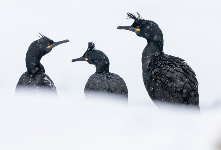 Toppskarv, Hornöya, Snow, European shag