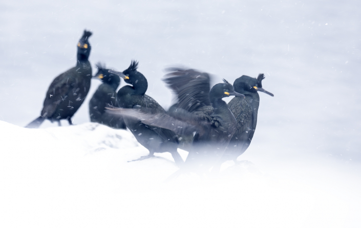 Toppskarv, Hornöya, Snow, European shag