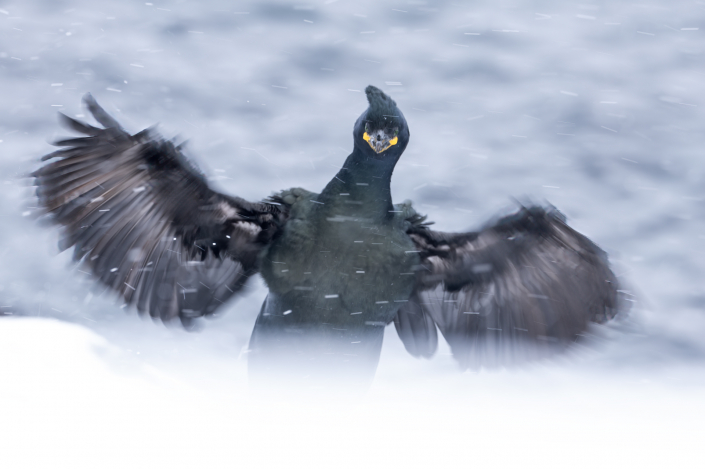 Toppskarv, Hornöya, Snow, European shag