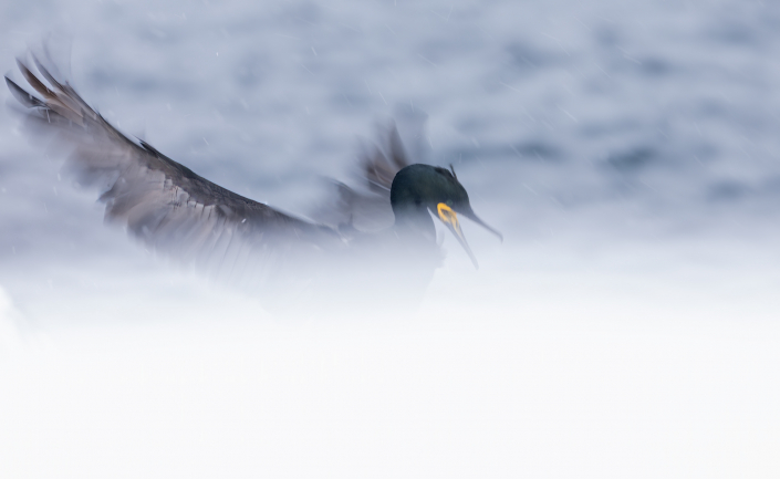 Toppskarv, Hornöya, Snow, European shag