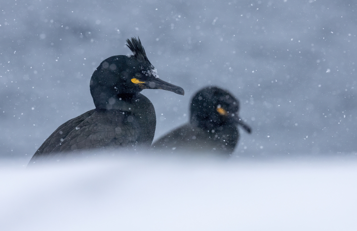 Toppskarv, Hornöya, Snow, European shag