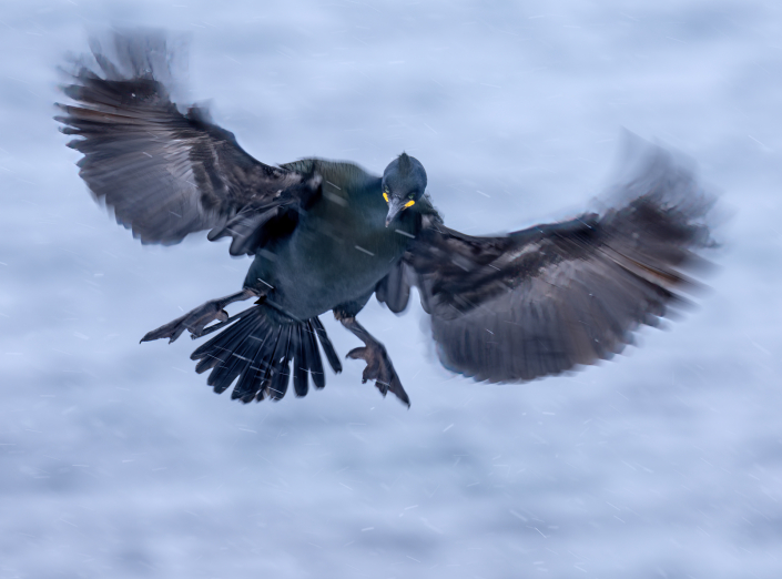 Toppskarv, Hornöya, Snow, European shag