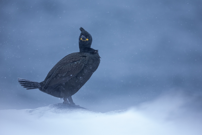 Toppskarv, Hornöya, Snow, European shag