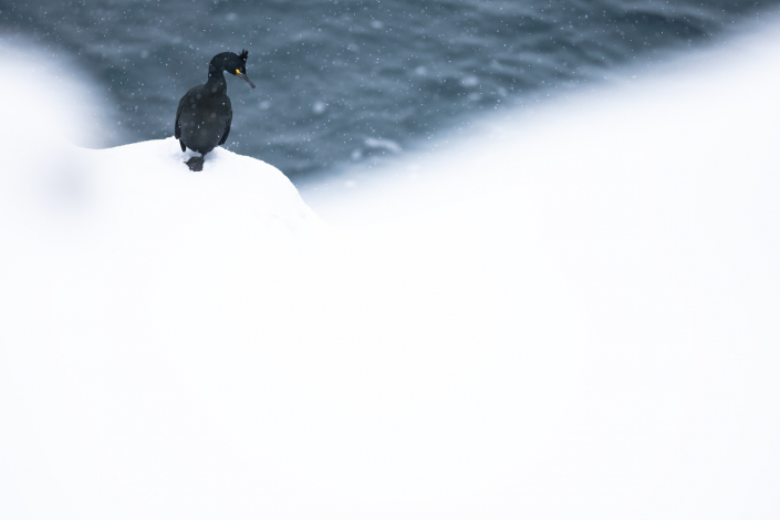 Toppskarv, Hornöya, Snow, European shag