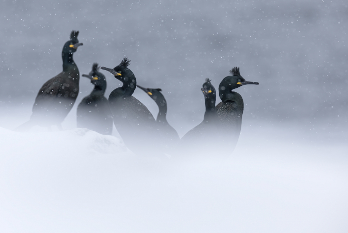 Toppskarv, Hornöya, Snow, European shag