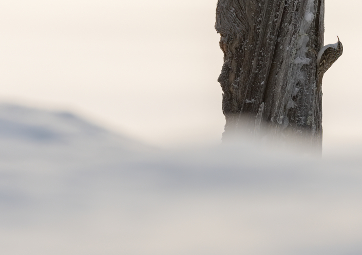 Trädkrypare, Finland