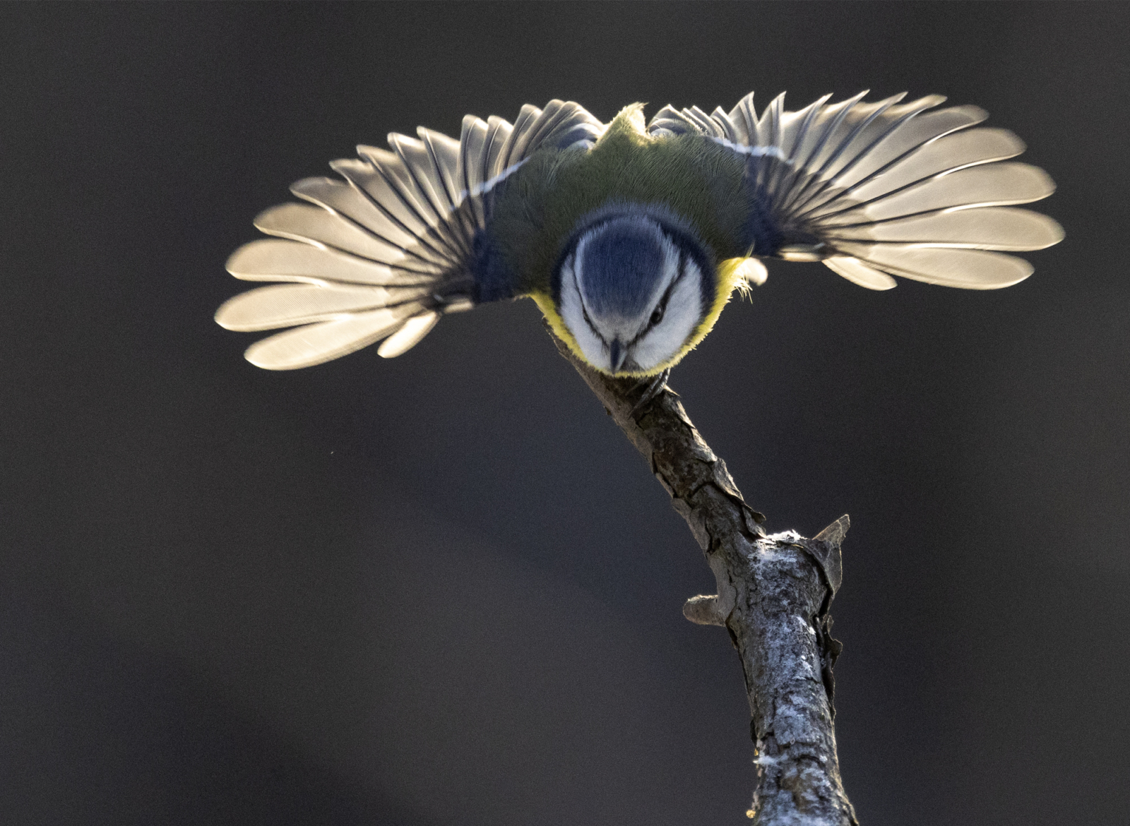 Upside down, Blue tit (Cyanistes caeruleus) hanging under a…