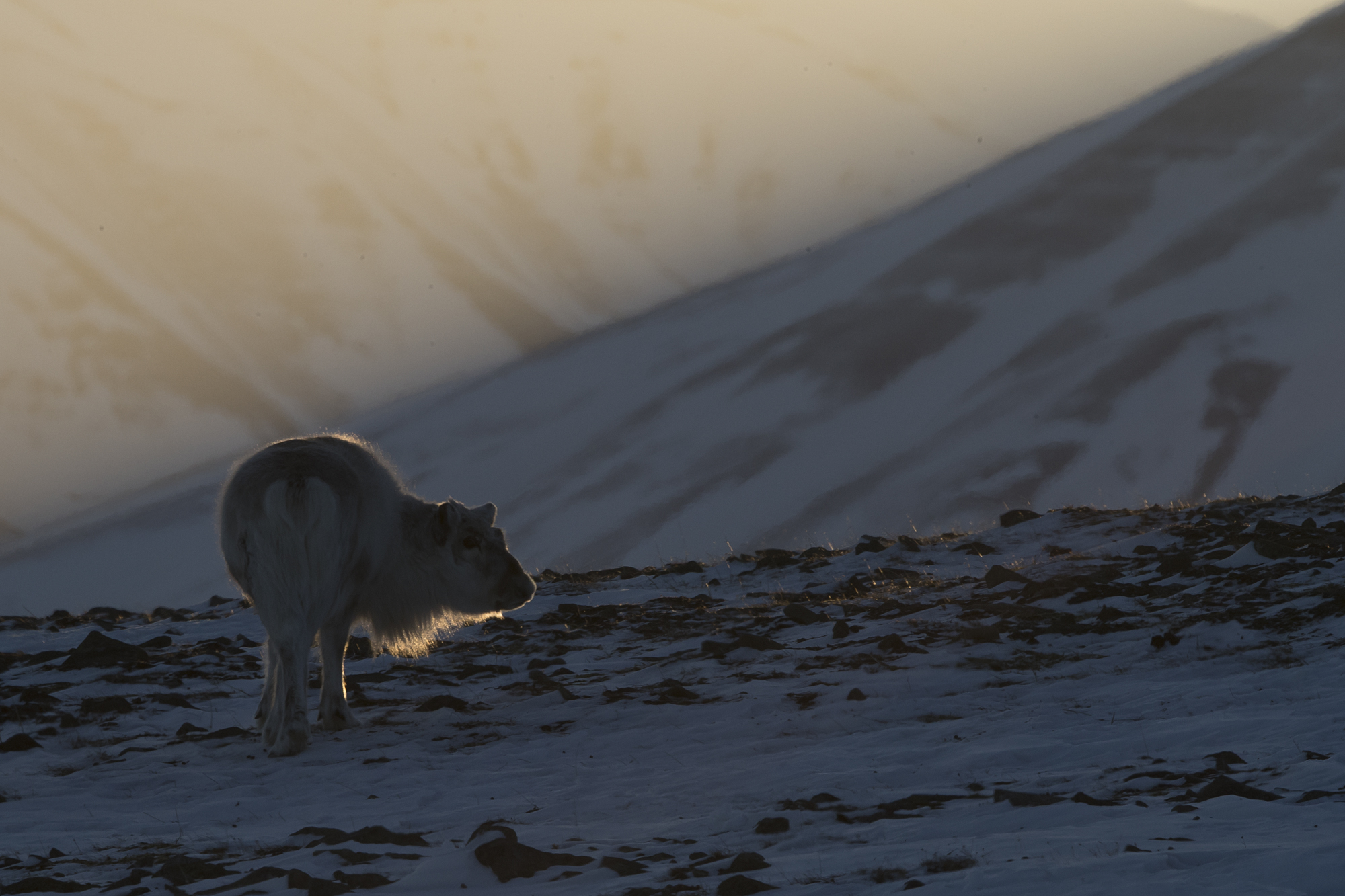 Ren – Rangifer tarandus – Niclas Ahlberg Nature Photography