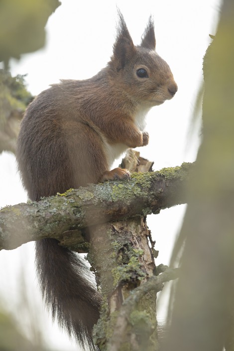 Red Squirrel Sweden 2015