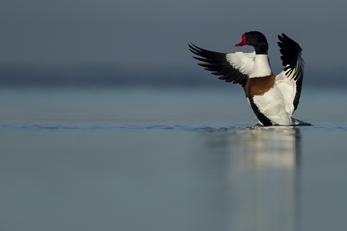 Shelduck. Gotland 2015