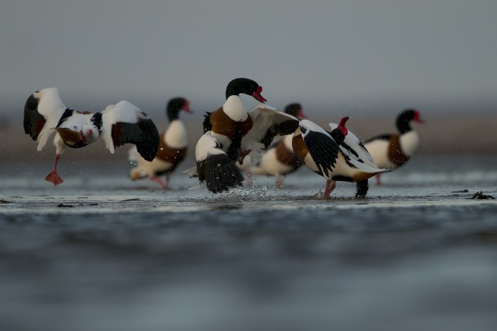 Shelduck. Gotland 2015