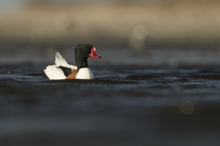 Shelduck. Gotland 2015