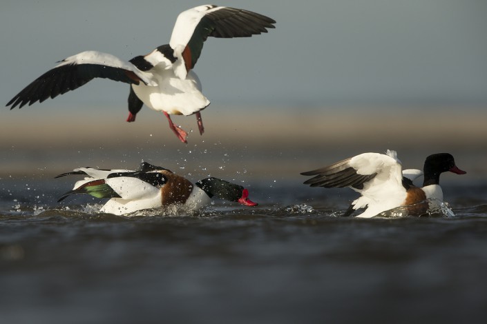 Shelduck. Gotland 2015