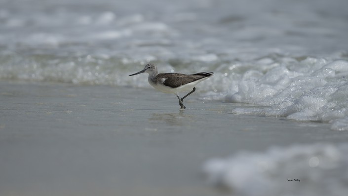 Green shank Oman 2014