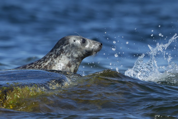 Grey Seal Stockholm archepelago 2014