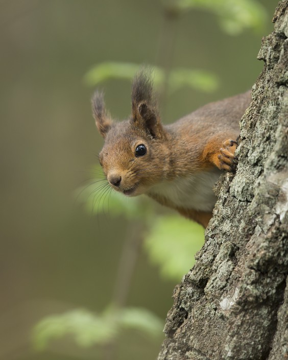 Red Squirrel Sweden 2015