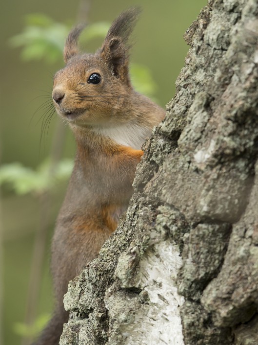 Red Squirrel Sweden 2015