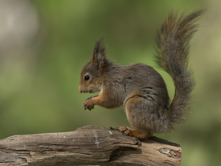 Red Squirrel Sweden 2015