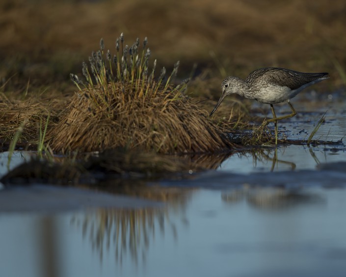 Green shank Finland 2015