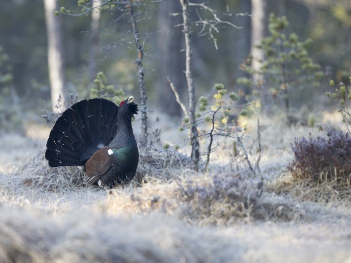 Tjäder Dalarna 2015